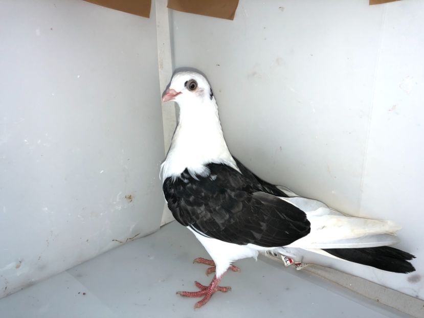 6877  femelă  2019 - Plecați ALBUM 2