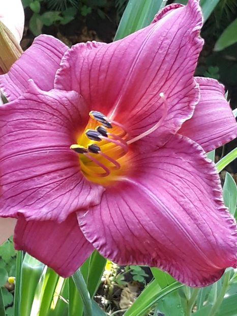  - Crini de toate felurile!