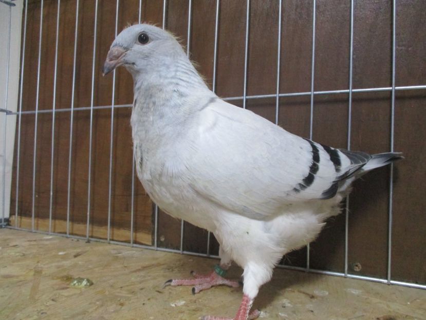 10233-19 - Tineret 2019