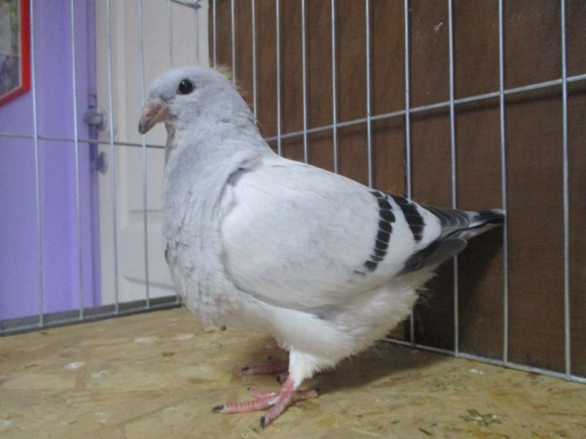10239-19 - Tineret 2019