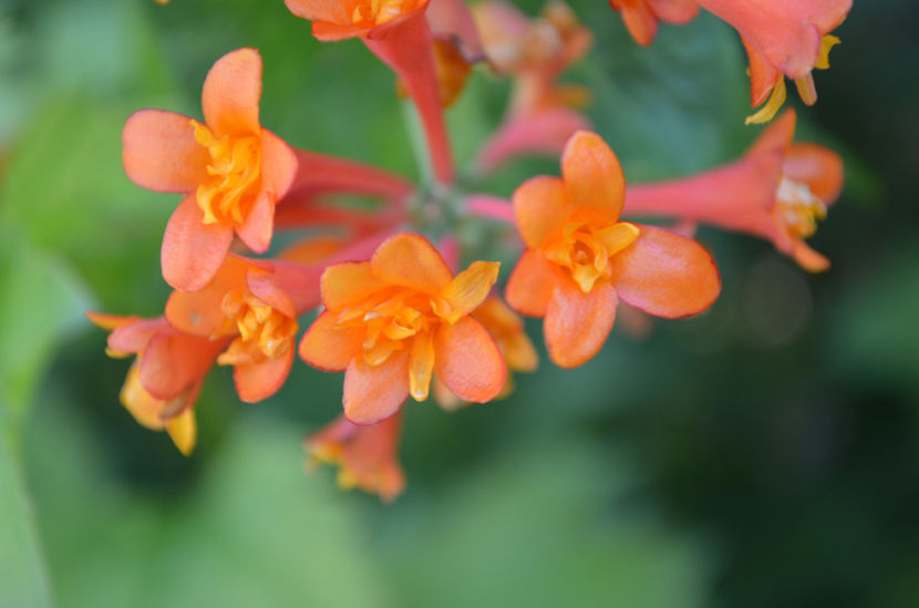  - dragostea  de natura