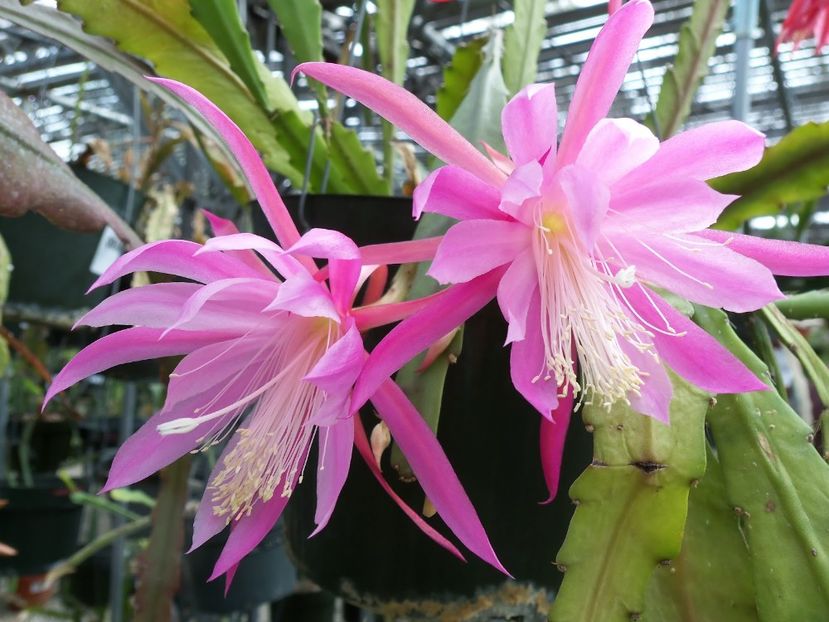 Pilands Pride - EPIPHYLUM