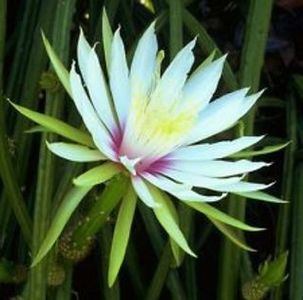 Selenicereus werklei - EPIPHYLUM