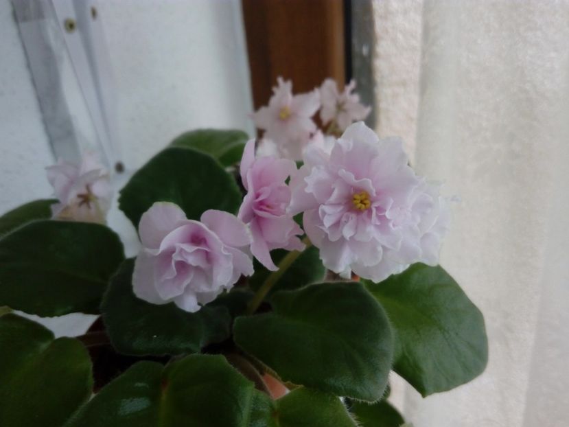 22 iunie 2019 - ZZZ ____EK Lubasha OUT