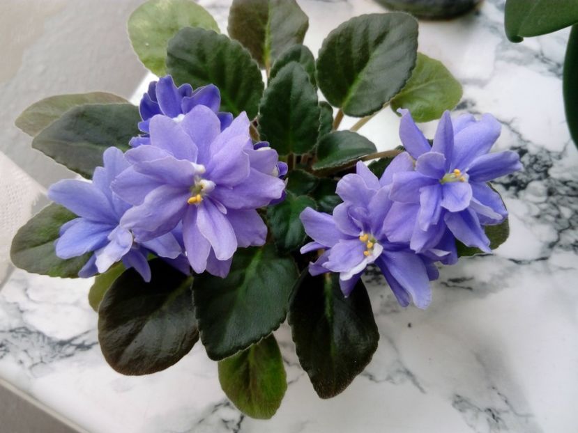 22 iunie 2019 - N - Snezhnyi Georgin sp