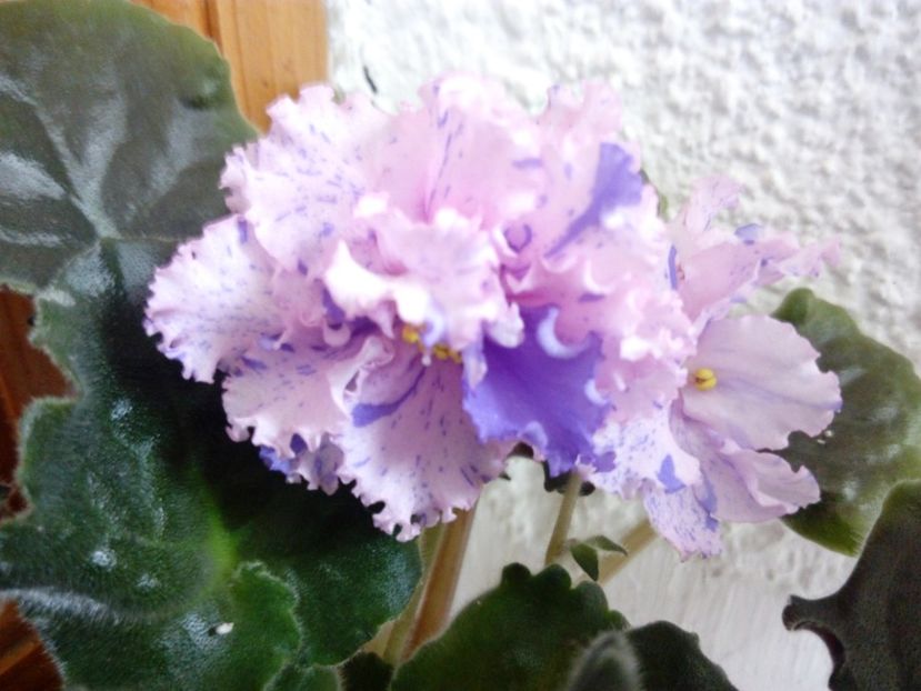 22 iunie 2019 - RS Zabijaka