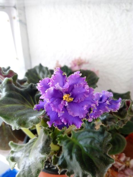 22 iunie 2019 - ZZZ____Ozio sport