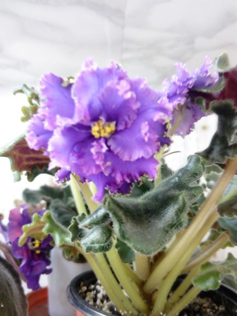 22 iunie 2019 - ZZZ____Ozio sport