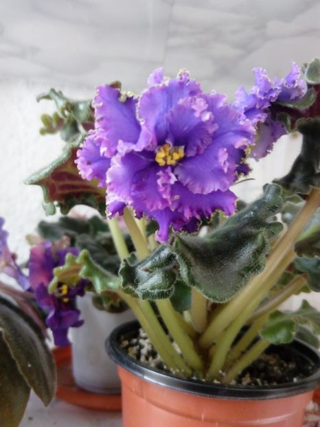 22 iunie 2019 - ZZZ____Ozio sport