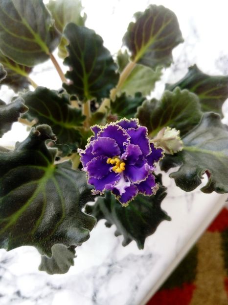 15 iunie 2019 - ZZZ____Ozio sport