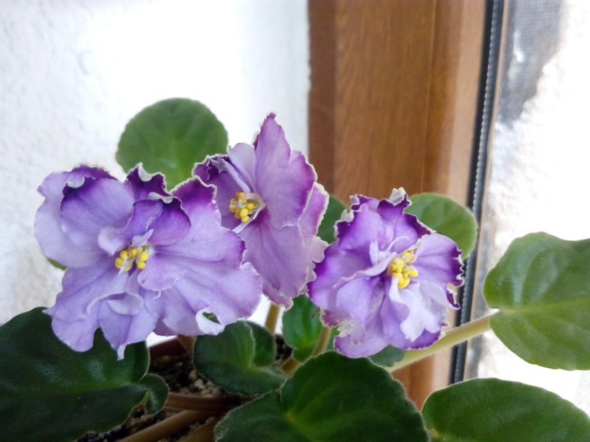 22 iunie 2019 - Ultra Violet Nebula