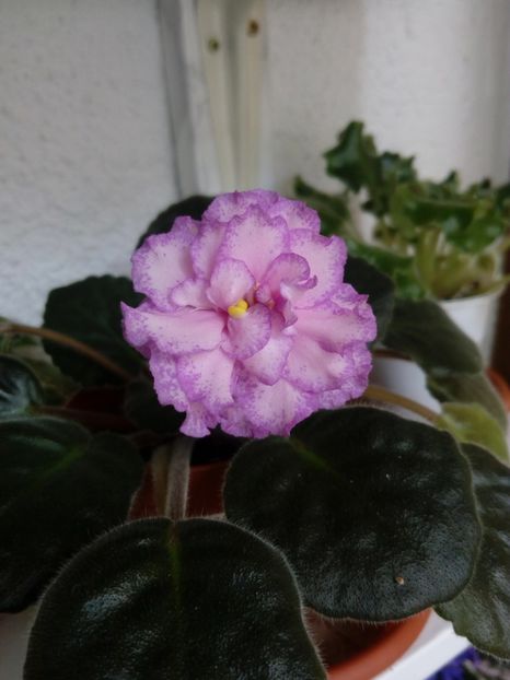 22 iunie 2019 - Strawberry Wave