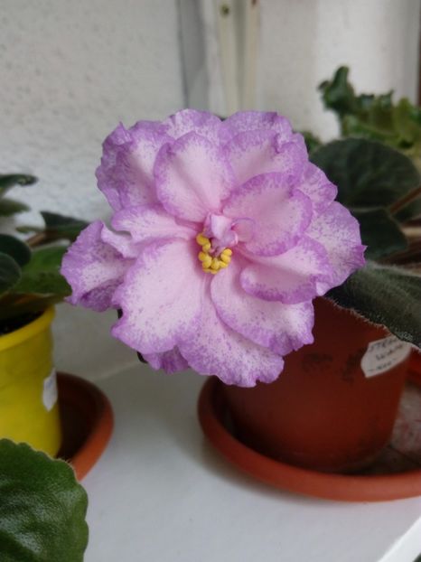 22 iunie 2019 - Strawberry Wave