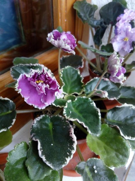 22 iunie 2019 - ZZZ____EK Moulin Rouge