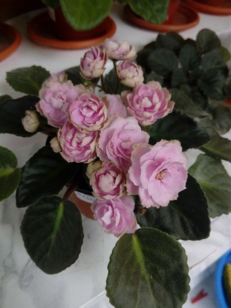 22 iunie 2019 - ZZZ_____Optimara My Delight