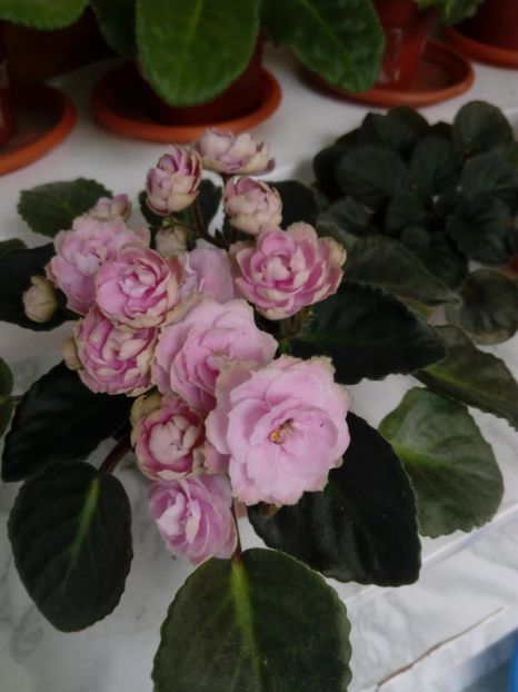 22 iunie 2019 - ZZZ_____Optimara My Delight