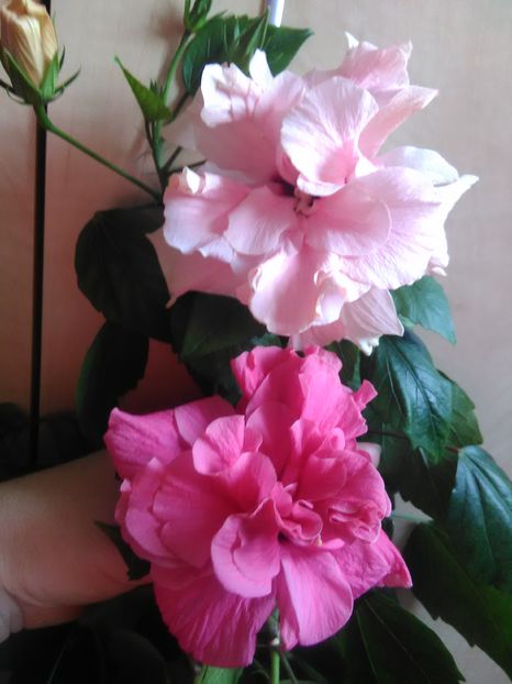  - Hibiscus 2015-2024