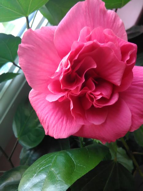  - Hibiscus 2015-2024