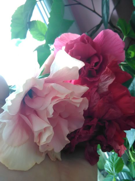  - Hibiscus 2015-2024