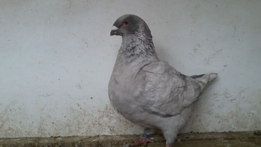 F 2018 lipsă de Mascul sacrificată - Agh vanduti 2019-2020-2021-2022-2024 2025