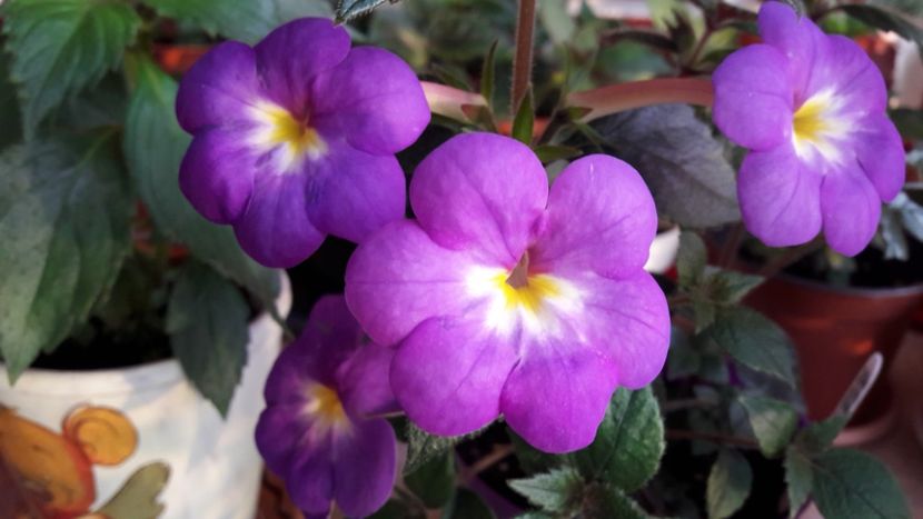  - 10 Achimenes 2019