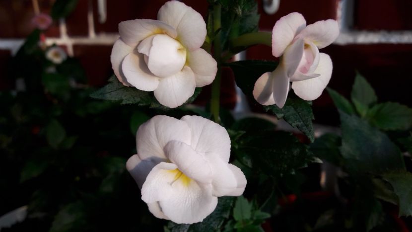  - 10 Achimenes 2019