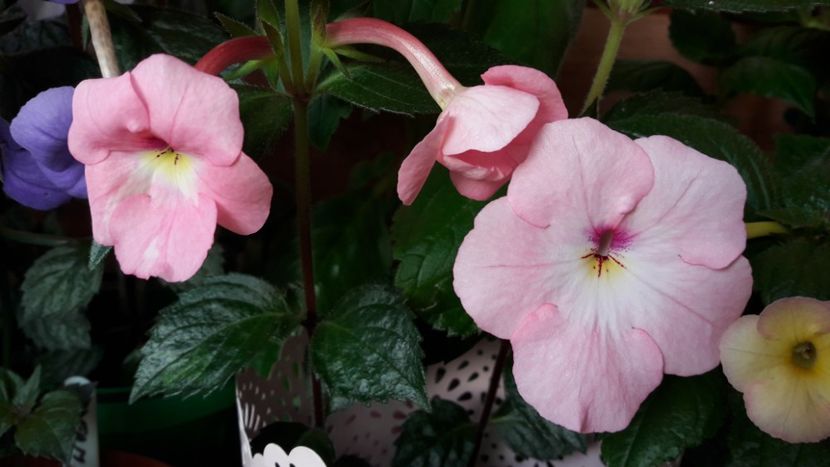  - 10 Achimenes 2019