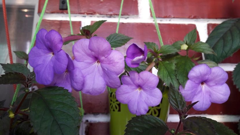  - 10 Achimenes 2019