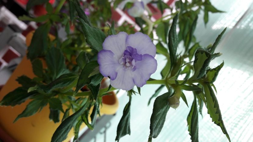  - 10 Achimenes 2019