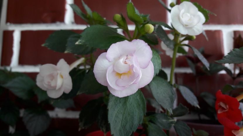  - 10 Achimenes 2019