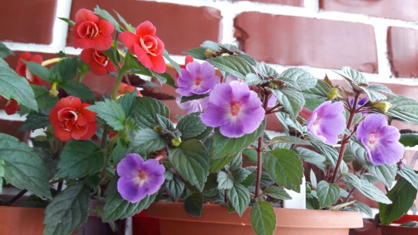  - 10 Achimenes 2019