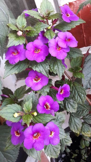  - 10 Achimenes 2019