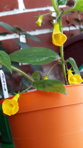  - 10 Achimenes 2019