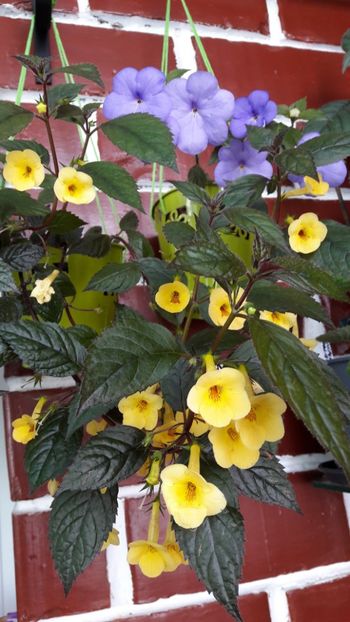  - 10 Achimenes 2019