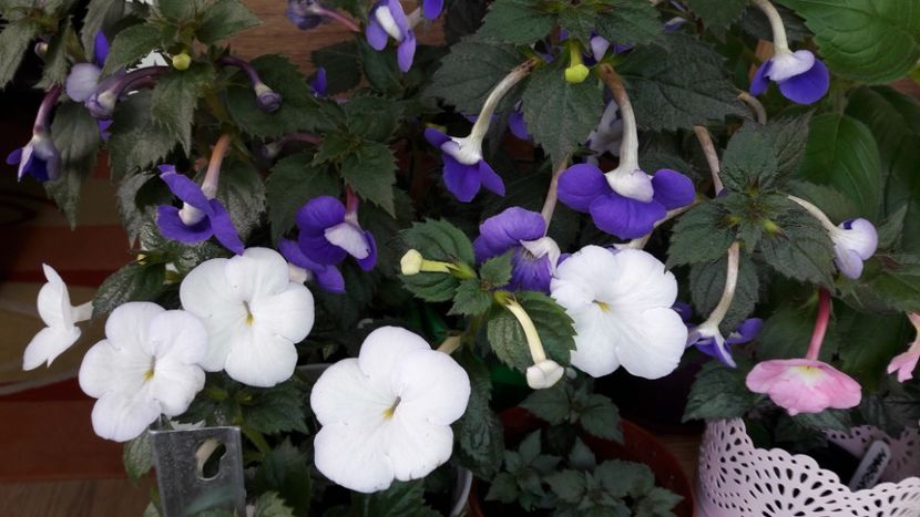  - 10 Achimenes 2019