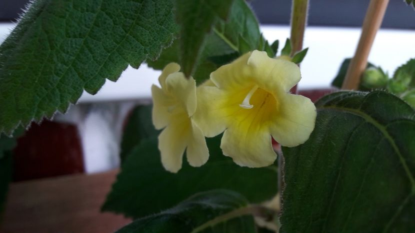  - 10 Achimenes 2019