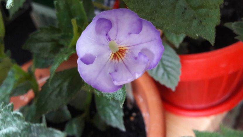  - 10 Achimenes 2019