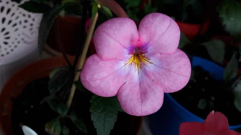  - 10 Achimenes 2019