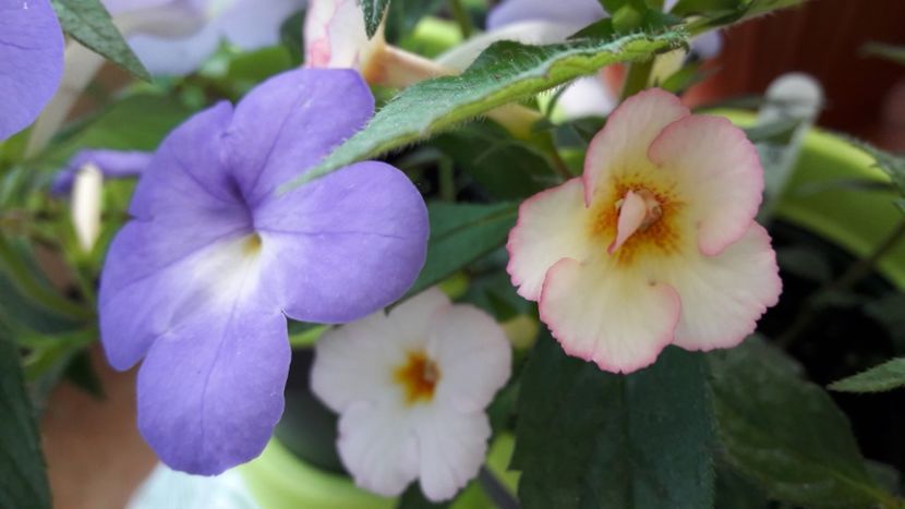  - 10 Achimenes 2019