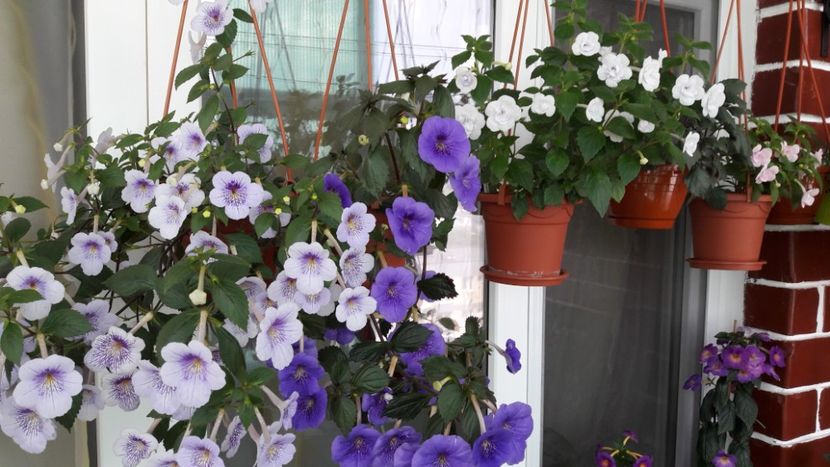 20190622_143331(0) - 10 Achimenes 2019