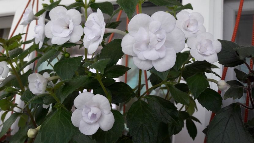  - 10 Achimenes 2019