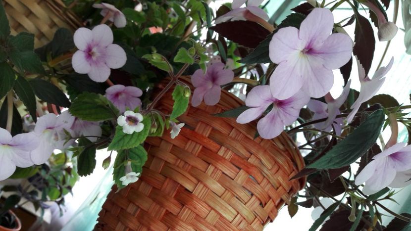  - 10 Achimenes 2019