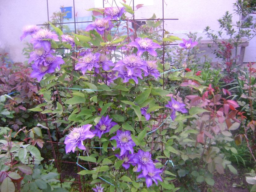  - 0 Clematis Multi blue grupa B tundere usoara