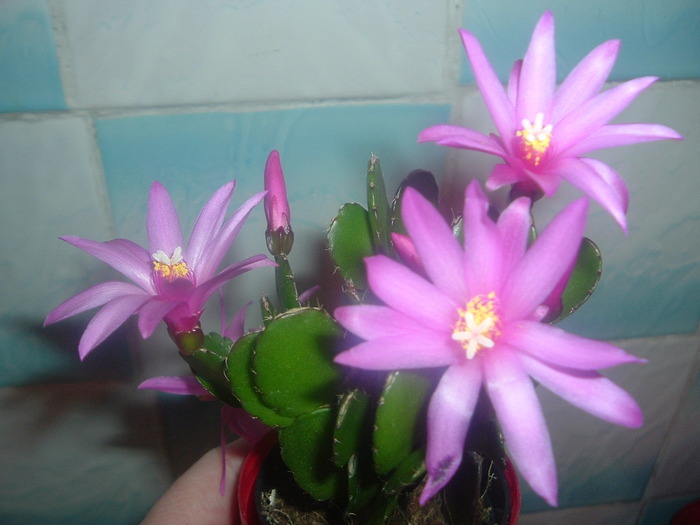 DSCF2139; rhipsi roz
