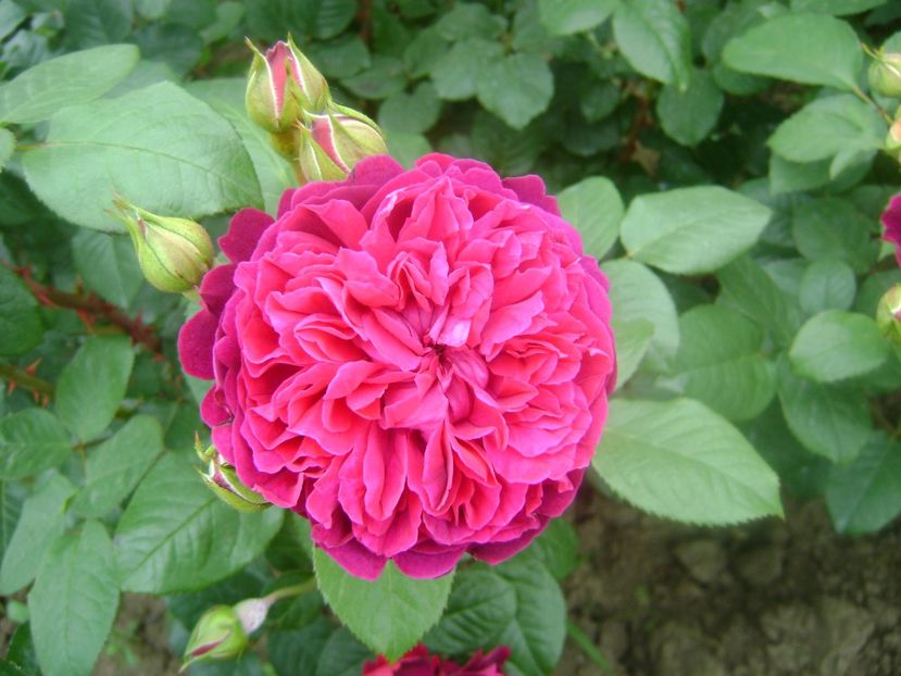  - Wiliam shakespeare