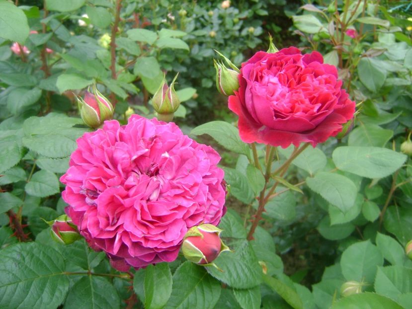  - Wiliam shakespeare