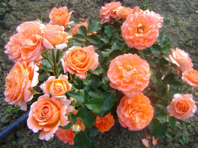 Orange Meilove-Meiland - Orange Meilove floribunda Meilland -2019-2020