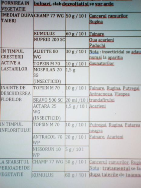  - Trandafiri 2019