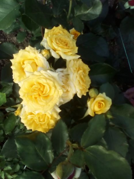  - Trandafiri 2019