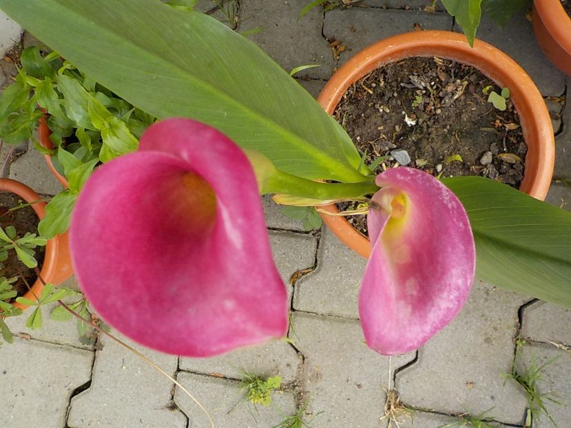  - Florile mele